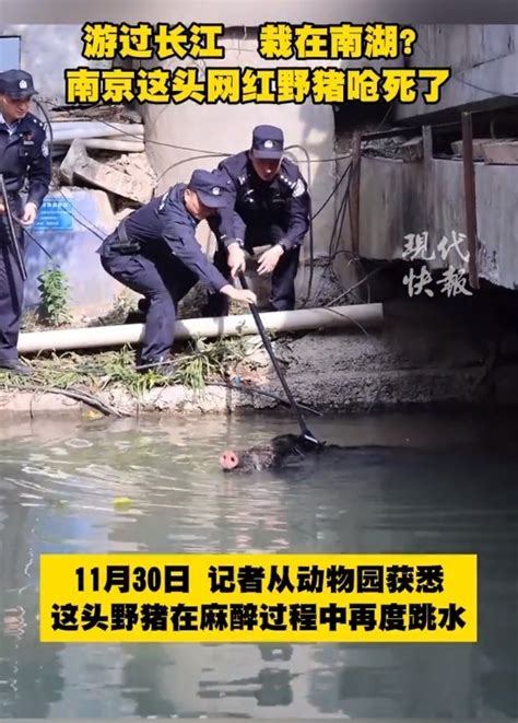 南京横渡长江野猪疑似呛水死亡_腾讯新闻