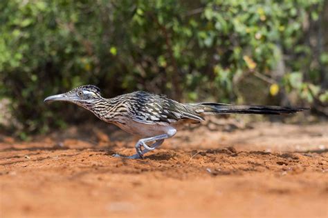 9 Revealing Facts About Roadrunners