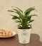 Peace Lily Plant - Small Gift Hamper – Ugaoo
