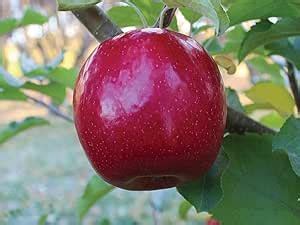 M-Tech Gardens New Rare Hybrid Apple " Lady in Red " Exotic 10 Fruit ...