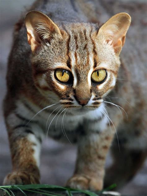 Life Cycle Of A Rusty-Spotted Cat at Kathleen Lynch blog