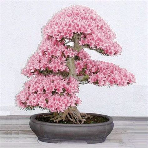 Rare 100pcs Japanese Cherry Blossom Tree Sakura Bonsai Prunus Serrulata ...