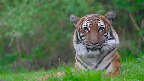 Saving Wildlife: Malayan Tigers | FOX 13 Seattle