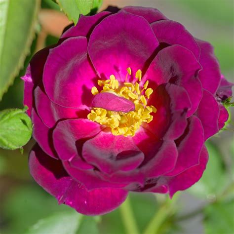 Midnight Blue ® | Rose, purpur, 45cm x 30cm (Carruth, 2003) | Rosa ...