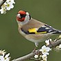 Image result for Spring Birds Wildlife Background Wallpaper