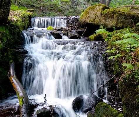 Freshwater Aquatic Ecosystem
