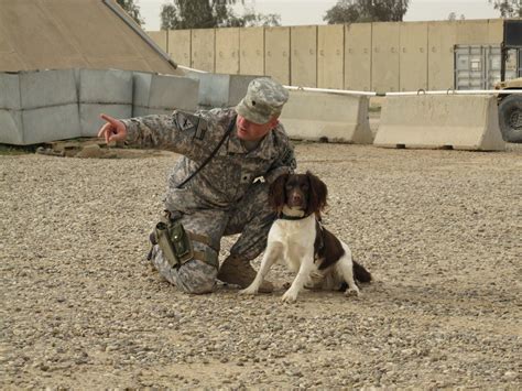 It's great to have a dog in the fight | Article | The United States Army