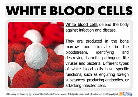 Image result for Blood Cells Structure and Function