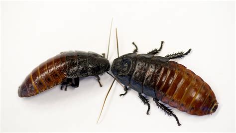 Cockroach Droppings 的图像结果