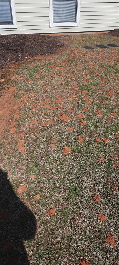 Ground bee nests showing up in my front lawn literally overnight. This ...