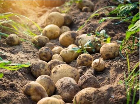 2017年马铃薯种植户将得到这些补贴-南京锐迈特生物科技有限公司