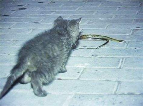 为什么猫不怕蛇?猫的反应速度是蛇的7倍_探秘志