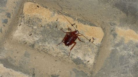 Image result for Tree Cockroach