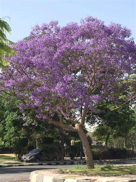 Image result for Purple Tree