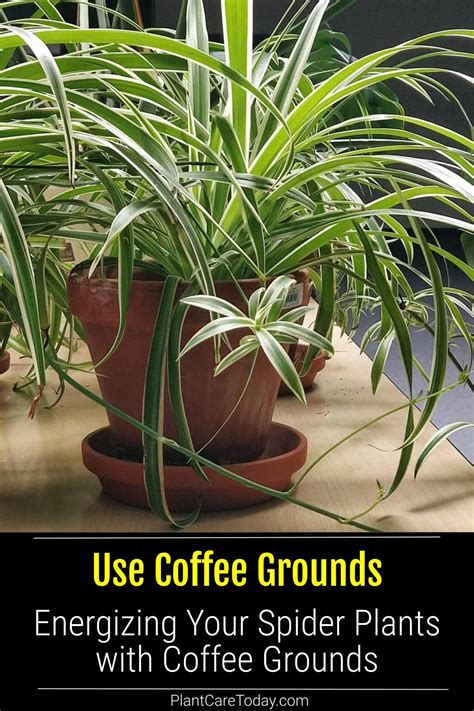 Plants Like Coffee Grounds