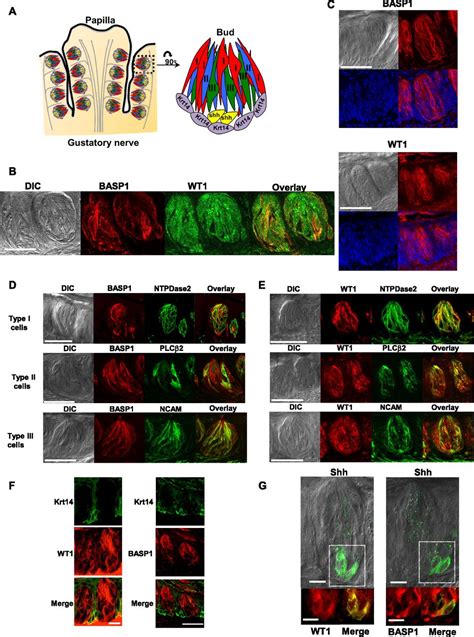 Image result for Life Science Exam Prep
