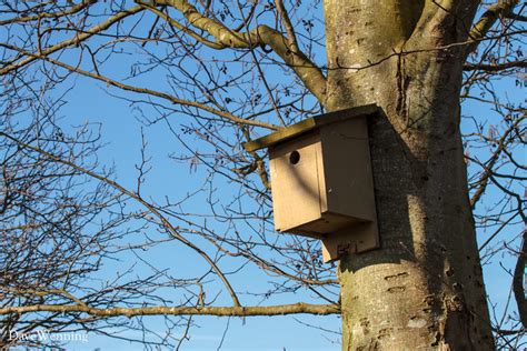 Image result for Tree Swallow Boxes
