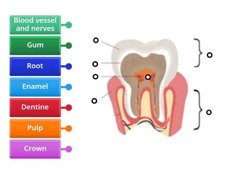 Tooth structure - Labelled diagram