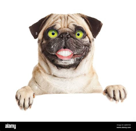 Crazy dog with big eyes Stock Photo - Alamy