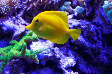 Image result for Fish Shell Command Line Logo
