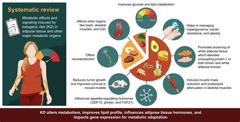 Metabolic Effects of Ketogenic Diets: Exploring Whole-Body Metabolism ...