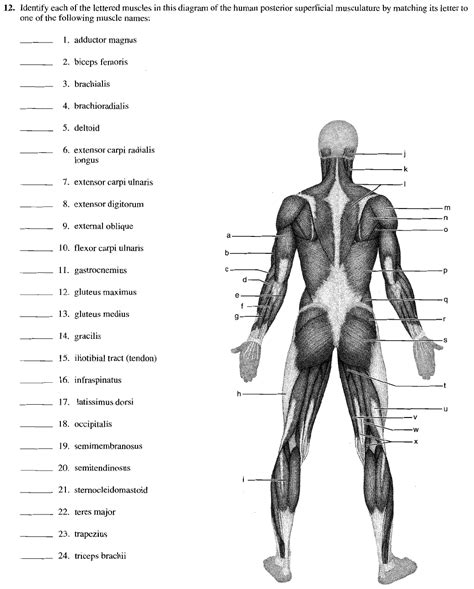16. Muscular system diagrams - unlabelled - 11. Identify the lettered ...