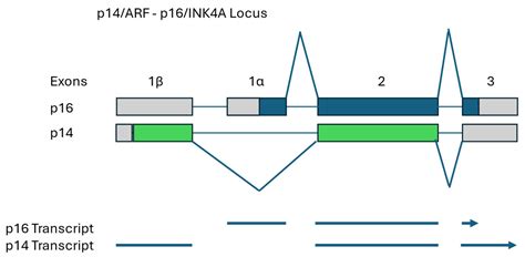Comparative Genetics of Canine and Human Cancers