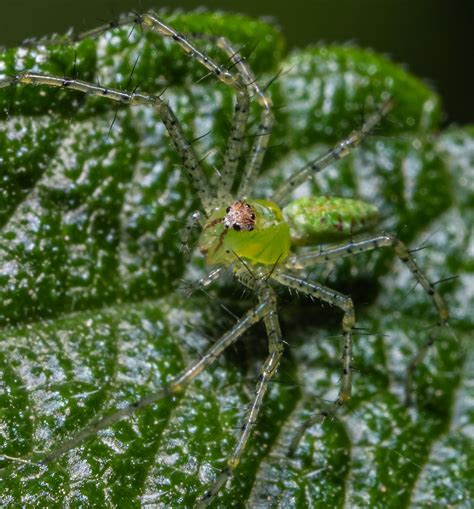 I think this is a Green Lynx spider but I'm not 100% sure. It was very tiny. E-M1 MKIII with ...