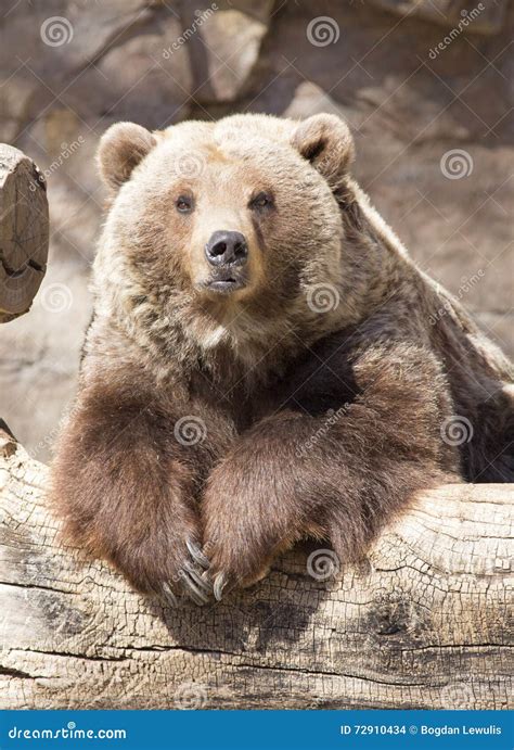 Grizzly bear stock photo. Image of wildlife, brown, portrait - 72910434