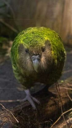 10 most unique and rare birds in the world