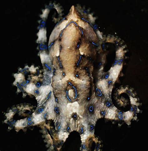 火锅食材中发现有毒的蓝环章鱼，常见食材中的剧毒之物