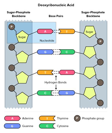 Image result for Complementary Base Pairs