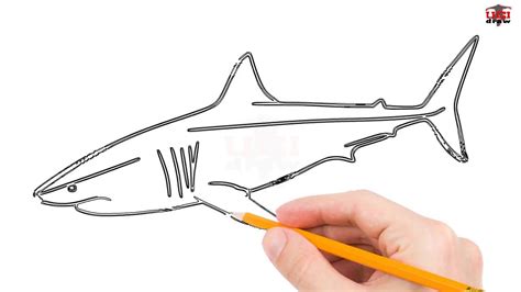 How to Draw a Great White Shark Step by Step Easy for Kids - Simple ...