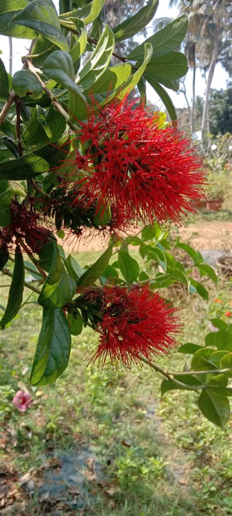 Combretum Roundifolium Plant | Burning Bush Creeper | Red Cluster Vine ...