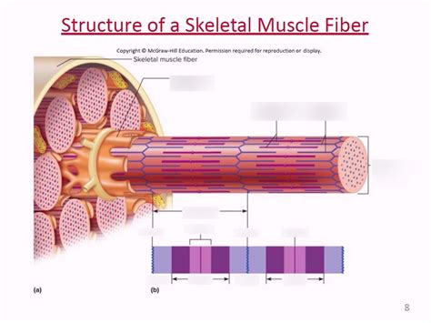 Image result for Skeletal Muscle Fiber Structure