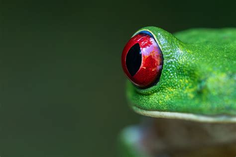 What is IBIS: A Comprehensive Guide to In-Body-Image-Stabilization