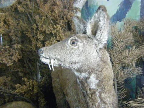 Hunting Museum mongolia, ulaanbaatar, Mongolia - Top Attractions ...