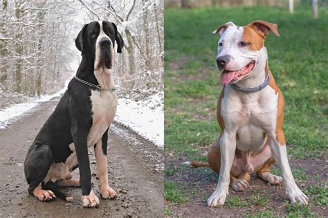 Great Dane Lab And Pit Mix at Ellie Gillespie blog