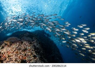 Image result for Blue Runner Fish Speed Video