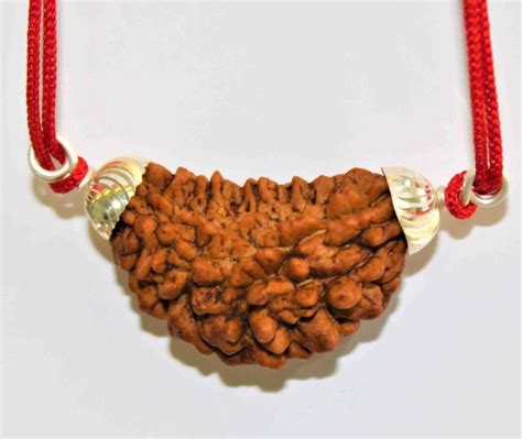 1-21 Mukhi Rudraksha | Himalaya Rudraksha Anusandhan Kendra