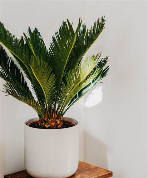 How to care for a sago palm: 3 tips from houseplant experts | Homes and ...