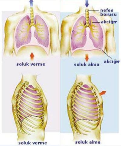 Diyafram Kası Nedir - Diyafram Kasının Yapısı ve Görevleri