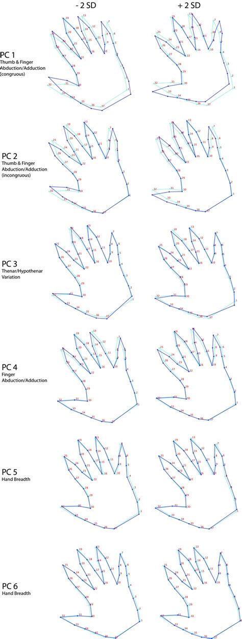 Image result for Genetics in Hand Shape