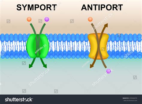 Symport Antiport Types Cell Membrane Transport Stock Vector 293946074 ...