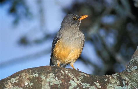 https://cloudfront.safaribookings.com/library/birding/l/African_thrush.jpg