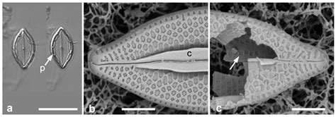 Marine Apartectal (Chamberless) Mastogloiaceae (Diatomeae ...