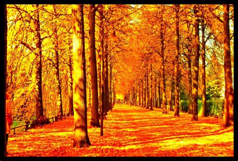 idecor Tree Wallposter for Cafe, Rooms – Beauty of Nature Printed ...