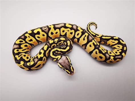 Image result for Royal Python Morph Sheet