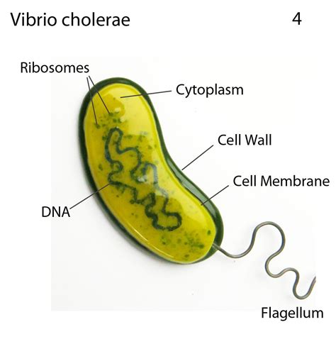 Genus Of Vibrio Cholerae