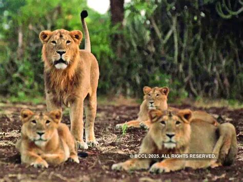 Gir lions' death: What's killing the pride of Gujarat? - These big cats ...